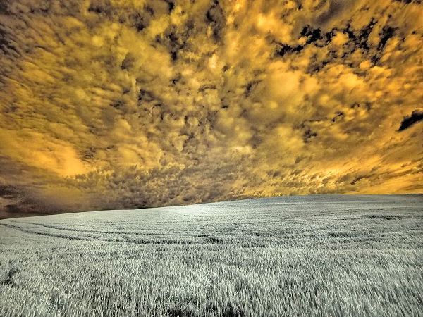 Eggers, Terry 아티스트의 USA-Washington State-Palouse-wheat field and clouds작품입니다.